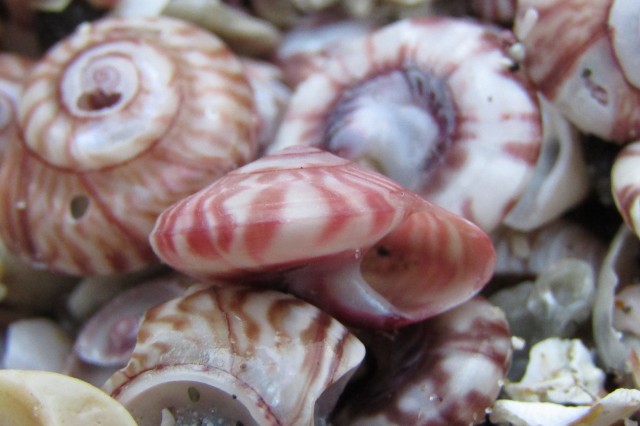A close-up look at a pile of wheel shells washed ashore